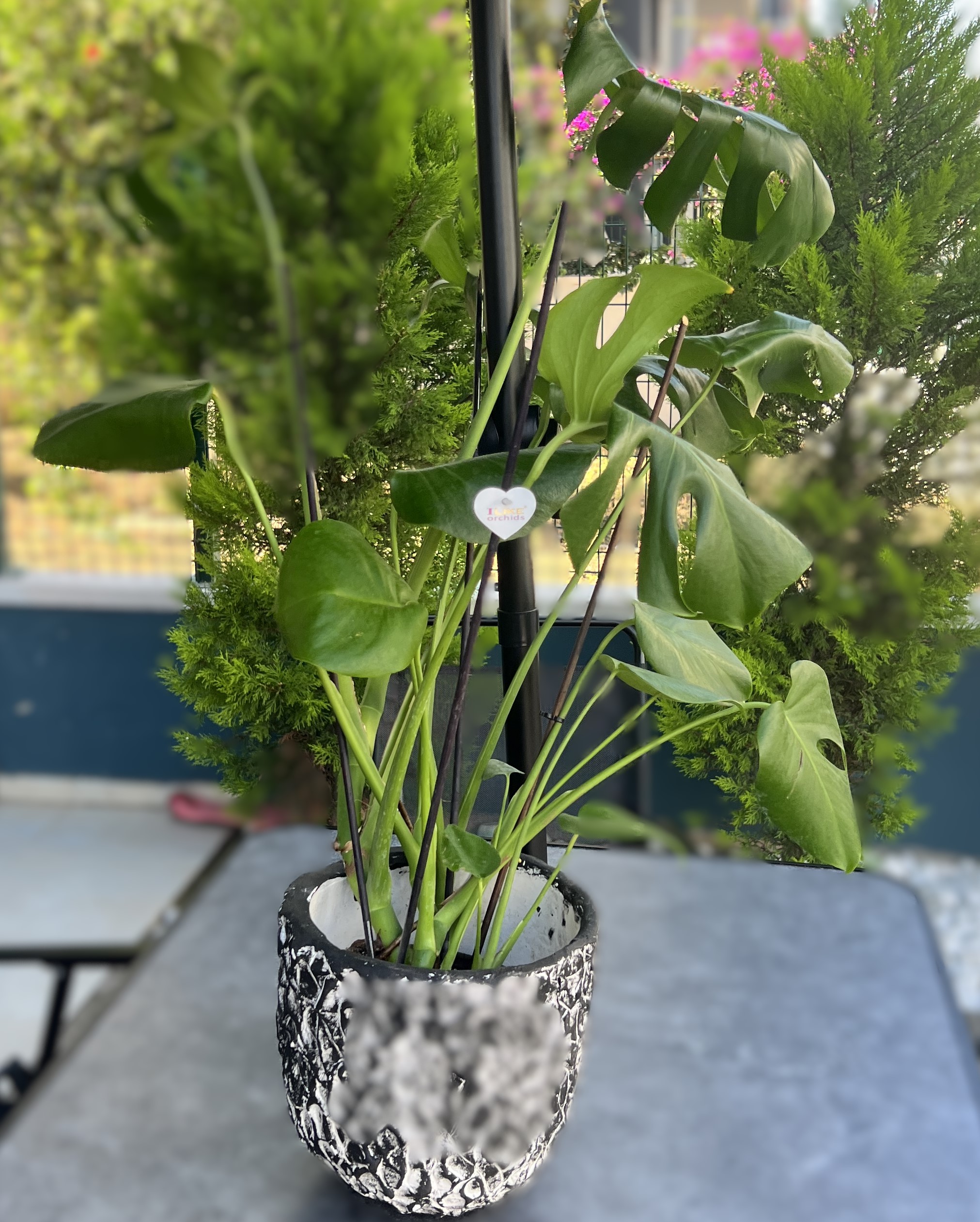 Monstera