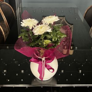 Kasımpatı Saksıda