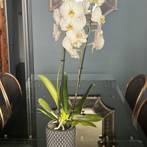 Phale Beyaz Orkide